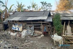 Ealah! Peternak Sapi di TPA Jatibarang Semarang Tolak Rencana Relokasi