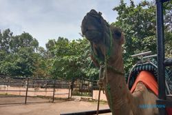 Kemarau Panjang Bikin Danau Semarang Zoo Mengering, Begini Nasib Satwanya