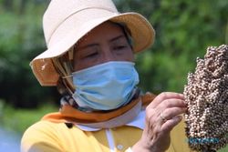 Kendala Pengembangan Sorgum : Potensial, tapi Kurang Diminati Petani