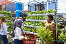 Kisah BRInita di Jayapura, Jadikan Urban Farming sebagai Gaya Baru Bertani