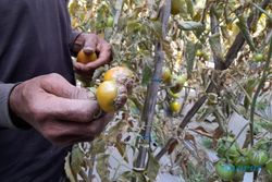 Waduh! Kemarau Bikin Panen Tomat di Lereng Merapi Boyolali Turun & Cepat Busuk