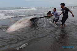 Hiu Tutul Sepanjang 4 Meter Mati Terdampar di Pantai Wagir Cilacap