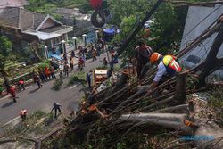 Petugas Gabungan Gotong Royong Bersihkan Sisa Pohon Tumbang di Solo
