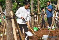 Jokowi Pimpin Gerakan Tanam Pohon di Pulogadung, Upaya Atasi Polusi Jakarta