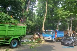 Pohon di Jalan Protokol Rawan Roboh saat Hujan, Disperkim Semarang Lakukan Ini