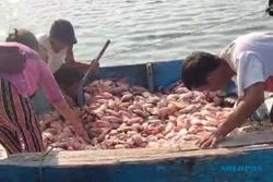 Upwelling, Belasan Petani Ikan WKO Sumberlawang Sragen Rugi Miliaran Rupiah