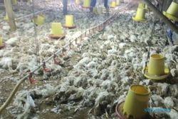 Listrik Padam Bikin 12.000 Ekor Ayam Mati, Peternak di Ngawi Rugi Rp500 Juta