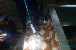 Hiii... 30-An Ular Weling Ditemukan di Kolam Irigasi Musala di Prambanan Klaten