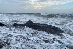 Ditemukan Hidup, Hiu Tutul di Pantai Welahan Wetan Cilacap Akhirnya Mati
