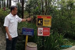 Sepekan Pasca-Ambrolnya Jembatan Kaca, Hutan Pinus Limpakuwus Kembali Dibuka