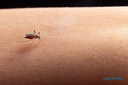 Nyamuk Wolbachia Bahaya atau Tidak? Ini Penjelasannya