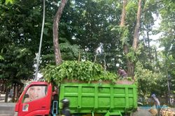Musim Hujan Segera Tiba, Disperkim Semarang Minta Warga Waspada Pohon Tumbang