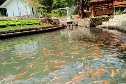 Manfaatkan Air Melimpah, Desa di Kendal Ngawi Sulap Selokan Jadi Kolam Ikan Koi