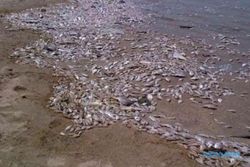 Ribuan Ton Ikan Sarden Mati hingga Tutupi Garis Pantai di Jepang