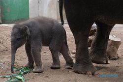 Kelahiran Kama Tambah Koleksi Gajah Sumatra di Bali Zoo Jadi 15 Ekor