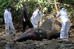 Tim BKSDA Bedah Bangkai Gajah di Hutan Aceh Barat, Selidiki Penyebab Kematian