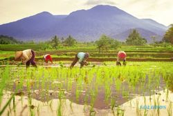 Akademisi Ungkap 3 Cara Adaptasi Perubahan Iklim pada Pertanian Pangan