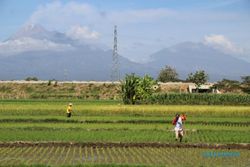 Masih Dominan, Petani Gurem di Klaten Berkurang 17.436 Keluarga dalam 10 Tahun