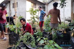 Masuk Daerah Kering, 7 Kecamatan di Boyolali Disarankan Terapkan Urban Farming