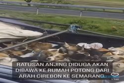 Aktivis Pencinta Satwa Semarang: Setop Peredaran Anjing Ilegal ke Jateng