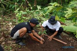 Tanam Pohon di Lahan Kritis, BRI Grow & Green Berdayakan 2 Kelompok Tani Bali
