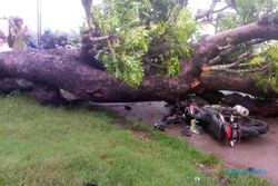 Tertimpa Pohon Tumbang di Gawan Sragen, Pengendara Motor Dibawa ke Puskesmas