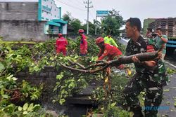 Belasan Kecamatan di Klaten Terdampak Angin Kencang, Sejumlah Pohon Tumbang