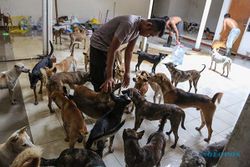 Relawan & Polisi Rawat 226 Anjing Barang Bukti Kasus Penyelundupan di Semarang