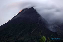 Gunung Merapi Erupsi Rabu Sore, Luncurkan Awan Panas Sejauh 1.800 Meter