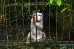 Potret Medan Zoo Terbengkalai, Kandang Kotor dan Rusak Hingga Hewan Mati