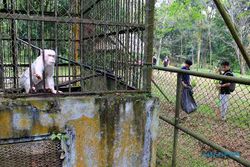 Ratusan Relawan dan Influencer Gelar Aksi Bersih-bersih Medan Zoo