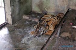 Dalam 3 Bulan, 4 Harimau Mati di Medan Zoo, DPRD Minta Pemkot Serius Berbenah