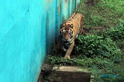 Kondisi Terbengkalai, Walkot Bobby Nasution Akan Menutup Sementara Medan Zoo