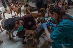 Perawatan Ratusan Anjing yang Diselamatkan dari Penyelundupan di Semarang