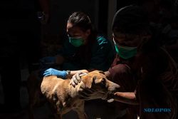 Ratusan Anjing Selundupan di Semarang Dievakuasi ke Bogor