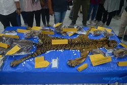 Polda Aceh Gagalkan Perdagangan Kulit Harimau Sumatra, 2 Penjual Ditangkap