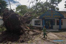Dampak Hujan Angin, 2 Pohon Beringin di Umbul Pengging Boyolali Tumbang