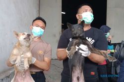 Ikut Pantau Truk Pembawa Anjing, Pemkot Semarang: Mereka Juga Makhluk Hidup