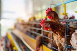 Pemerintah Siapkan Solusi untuk Dongkrak Harga Ayam Peternak