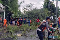 11 Lokasi Pohon Ambruk di Solo saat Hujan Deras, Lalu lintas Dialihkan