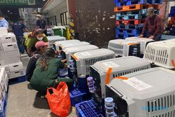 Diselamatkan dari Pasar Ekstrem Tomohon, 24 Anjing Diterbangkan ke AS