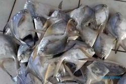 Nelayan di Kulonprogo Mulai Panen Ikan Bawal Laut, Harganya Rp230.000/Kg
