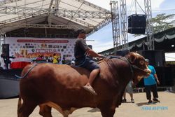 Kontes di Pasar Hewan Jelok Boyolali, Sapi-sapi Berbobot 1 Ton Sedot Perhatian
