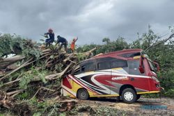 Breaking News! Pohon Tumbang Timpa Minibus di Wonogiri, 2 Pelajar Terluka
