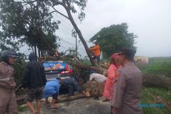 Hujan dan Angin Kencang di Klaten, Pohon Tumbang Timpa Mobil, Baliho Ambruk
