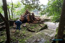 Terkenal Angker, Kayu Pohon Doyo yang Tumbang di Umbul Senjoyo Tak Akan Dijual