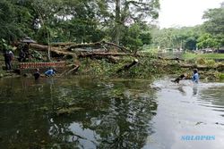 Dianggap Keramat, Pohon Doyo di Umbul Senjoyo Tumbang