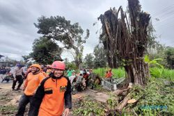 Ajaib! Pohon yang Tumbang Timpa Minibus di Wonogiri Berdiri Lagi Pascaevakuasi