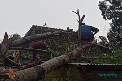 Hujan-Angin Terjang Boyolali, Pohon Tumbang dan Bangunan Rusak di 13 Lokasi