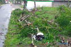 Tertimpa Pohon Tumbang di Musuk Boyolali, Pengendara Motor Dilarikan ke RS